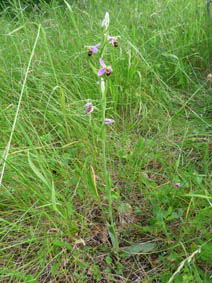 Ophrys apifera